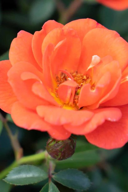 Троянда Мініатюр Оранж | Роза Миниатюр Оранж | Rosa Miniature Orange